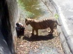 A photograph taken by a bystander at Delhi Zoo, where a white tiger is seen standing near a youth who allegedly intruded into its enclosure, on Sept. 23, 2014. The tiger mauled the youth, killing him. (Photo: IANS)